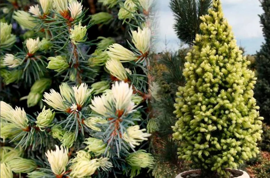 Известно что ель канадская хвойное растение используется. Ель сизая канадская Picea glauca. Ель канадская Сан оф зе Скай. Ель (Picea glauca) канадская Коника. Ель канадская Sun on the Sky (Picea glauca).
