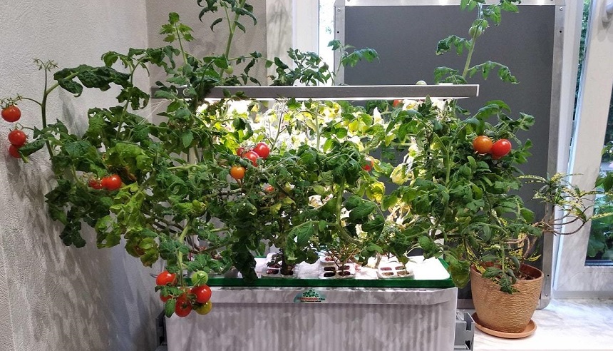 Выращивание помидоров по технологии гидропоники