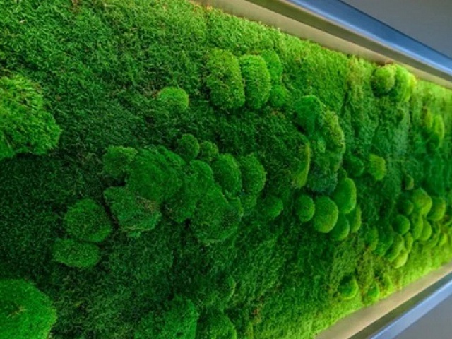 Самые частые виды вертикального озеленения интерьера